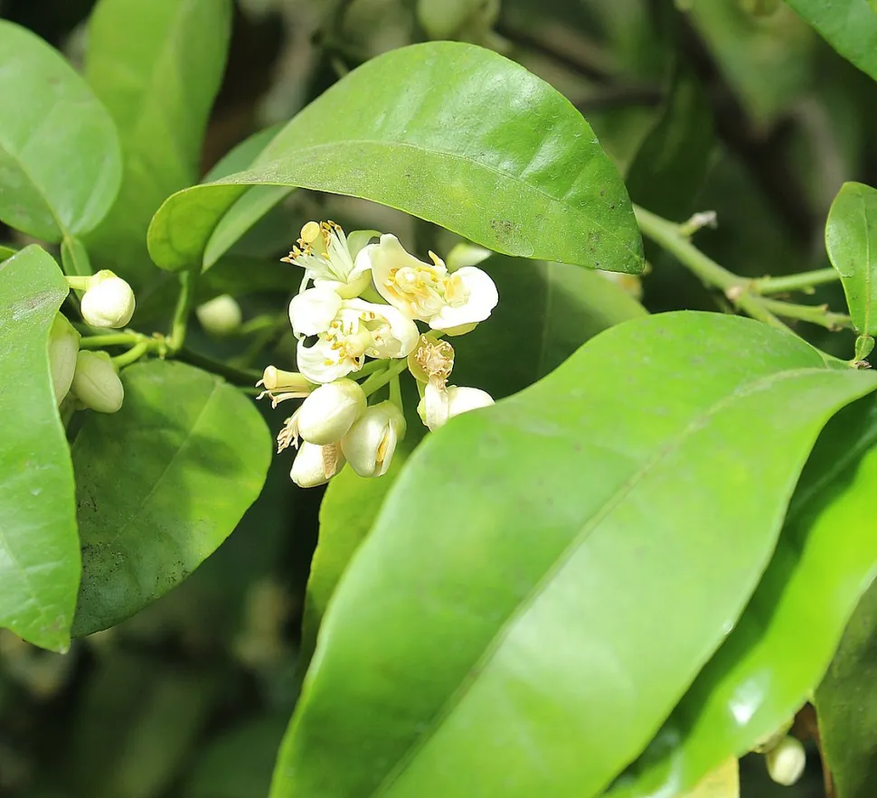 Hvide blomster Citrus x Paradisi