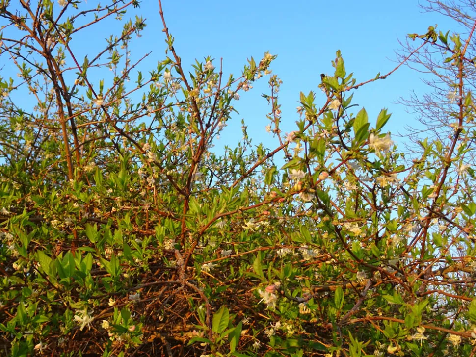 Madressilva de inverno Lonicera fragrantissima