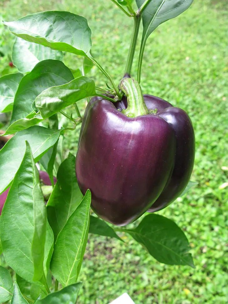 Sort peber Capsicum annuum