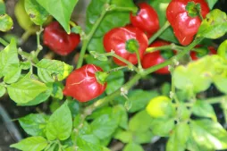 Capsicum chinense peber