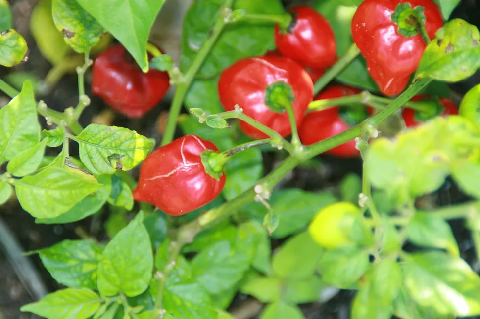 Pepe Capsicum chinense