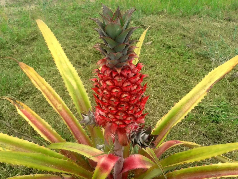 Piña roja Ananas comosus var. bracteatus