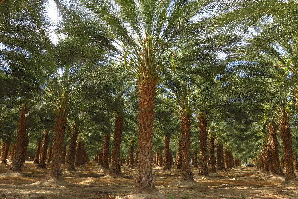 Dadelpalmplantage