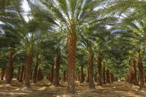 Date palm plantation