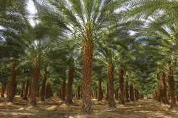 Date palm plantation