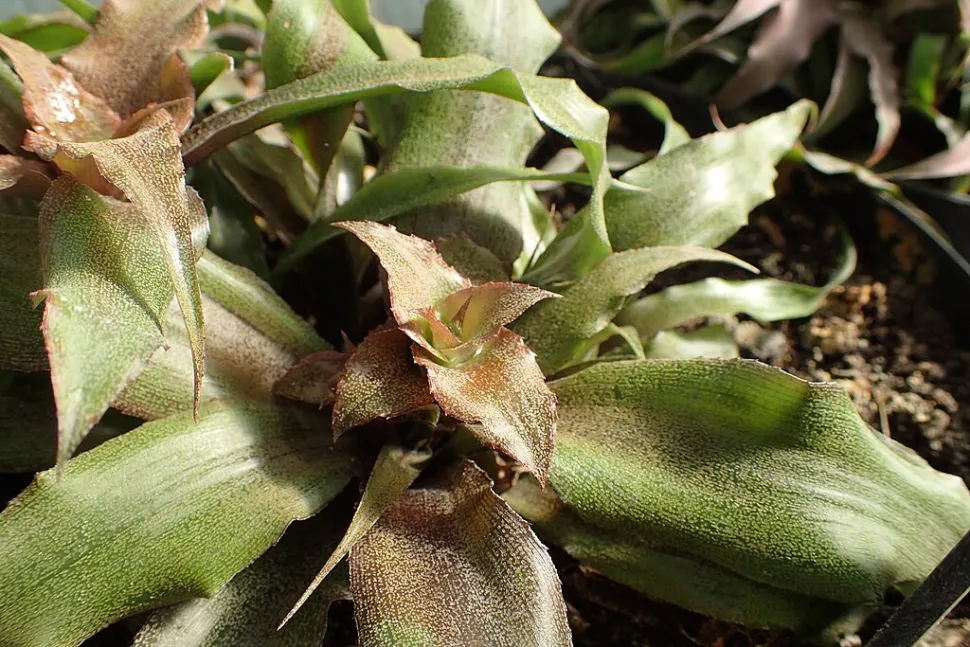 Cryptanthus acaulis grün und rosa
