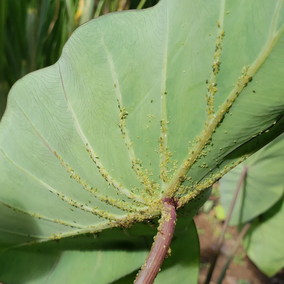 Pulgones verdes en el envés de una hoja