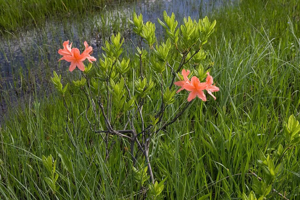 Arbusto de floração laranja Rhododendron japonica
