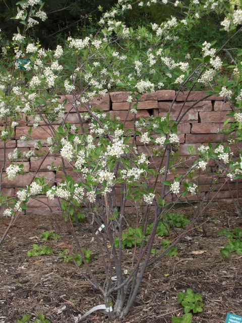 Aronia arbutifolia i jorden
