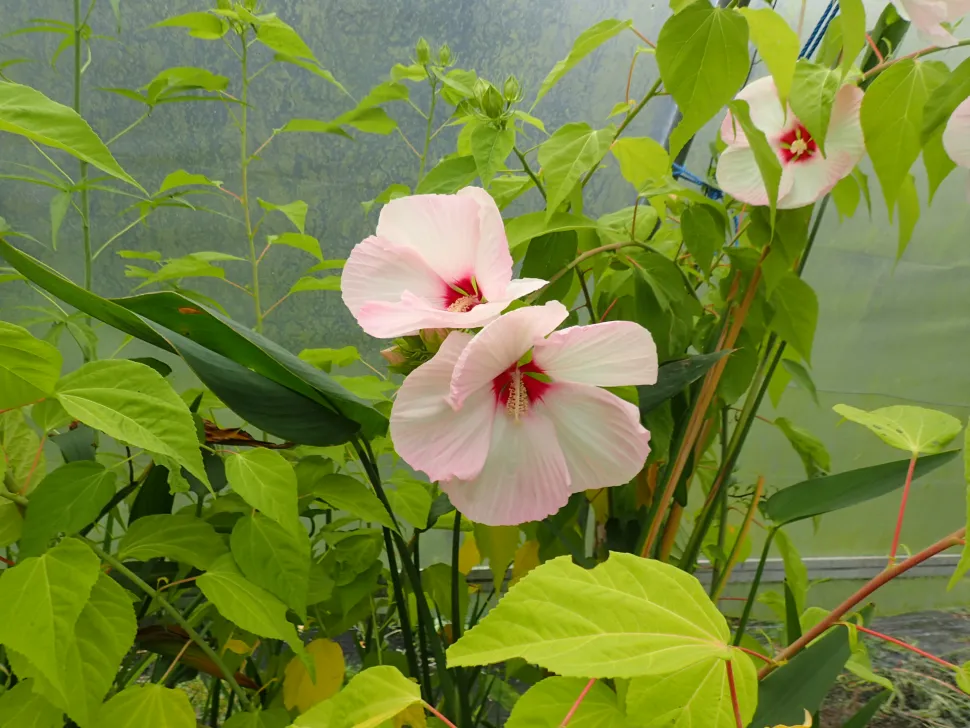 Roze en witte bloemen van moerashibiscus