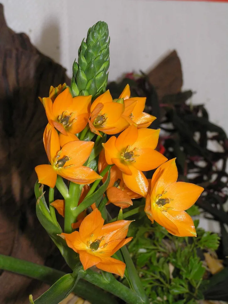 Ornithogalum orange Ornithogalum dubium