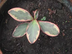 Peperomia clusiifolia tricolor in the ground