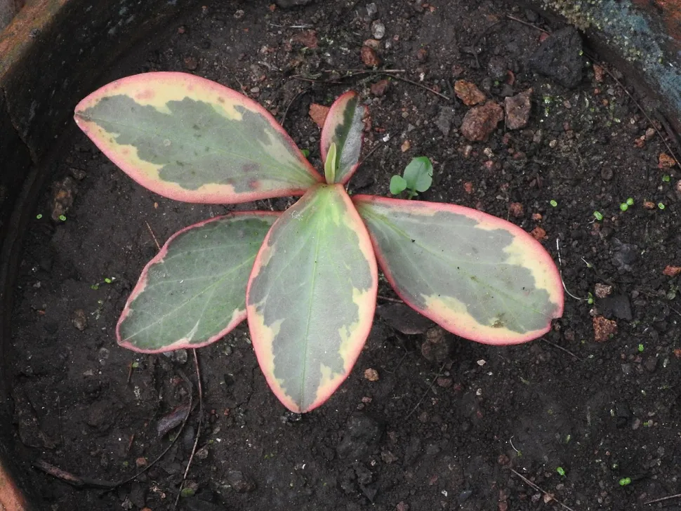 Peperomia clusiifolia tricolore i jorden