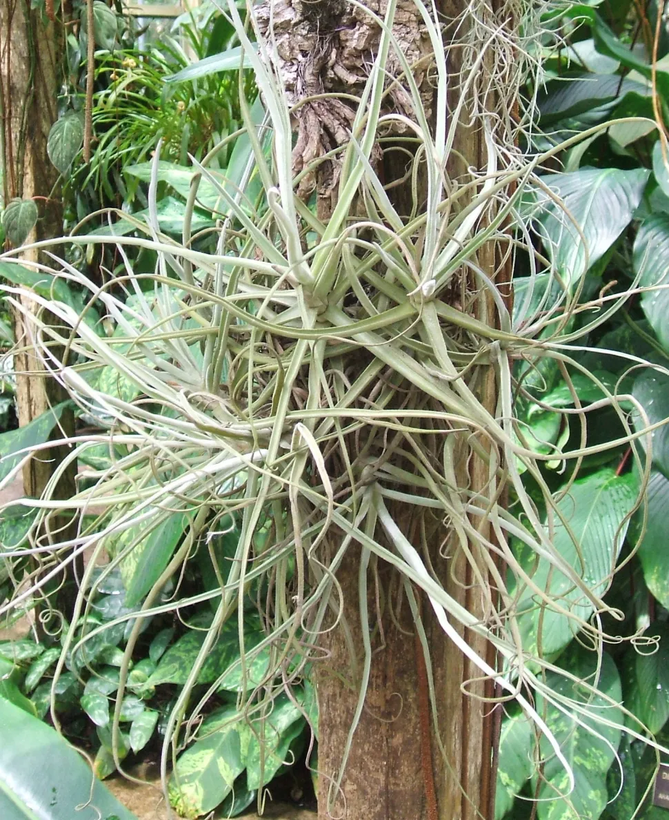 Epiphytische Pflanze mit grünen Blättern