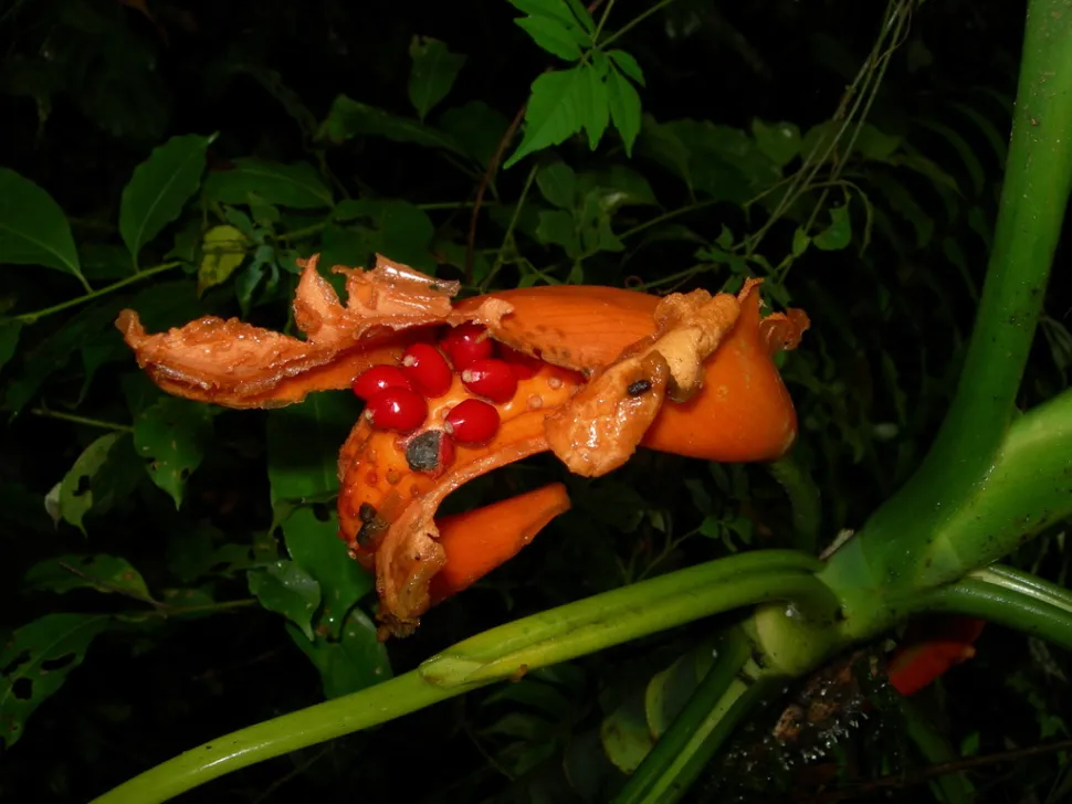 Dieffenbachia vrucht
