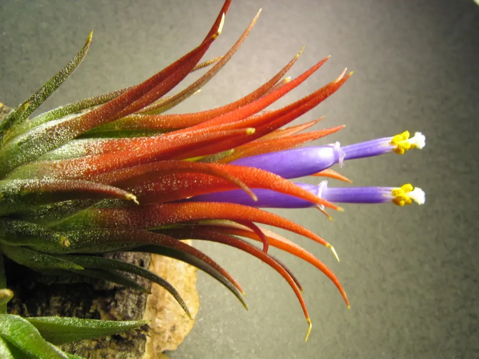 Tillandsia ionantha in Blüte