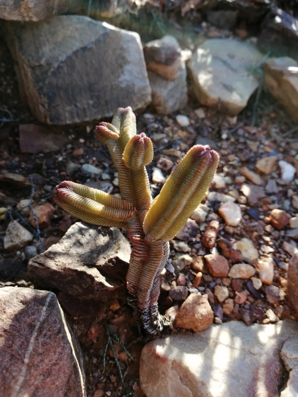 Crassula pyramidalis in de grond