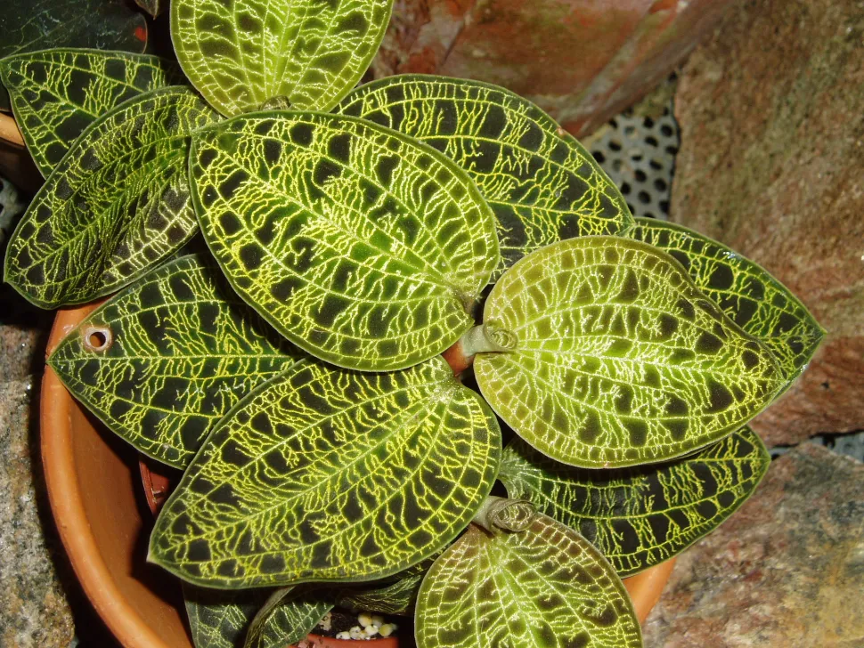 Foglie verdi sfumate e venate dell'orchidea Macodes petola