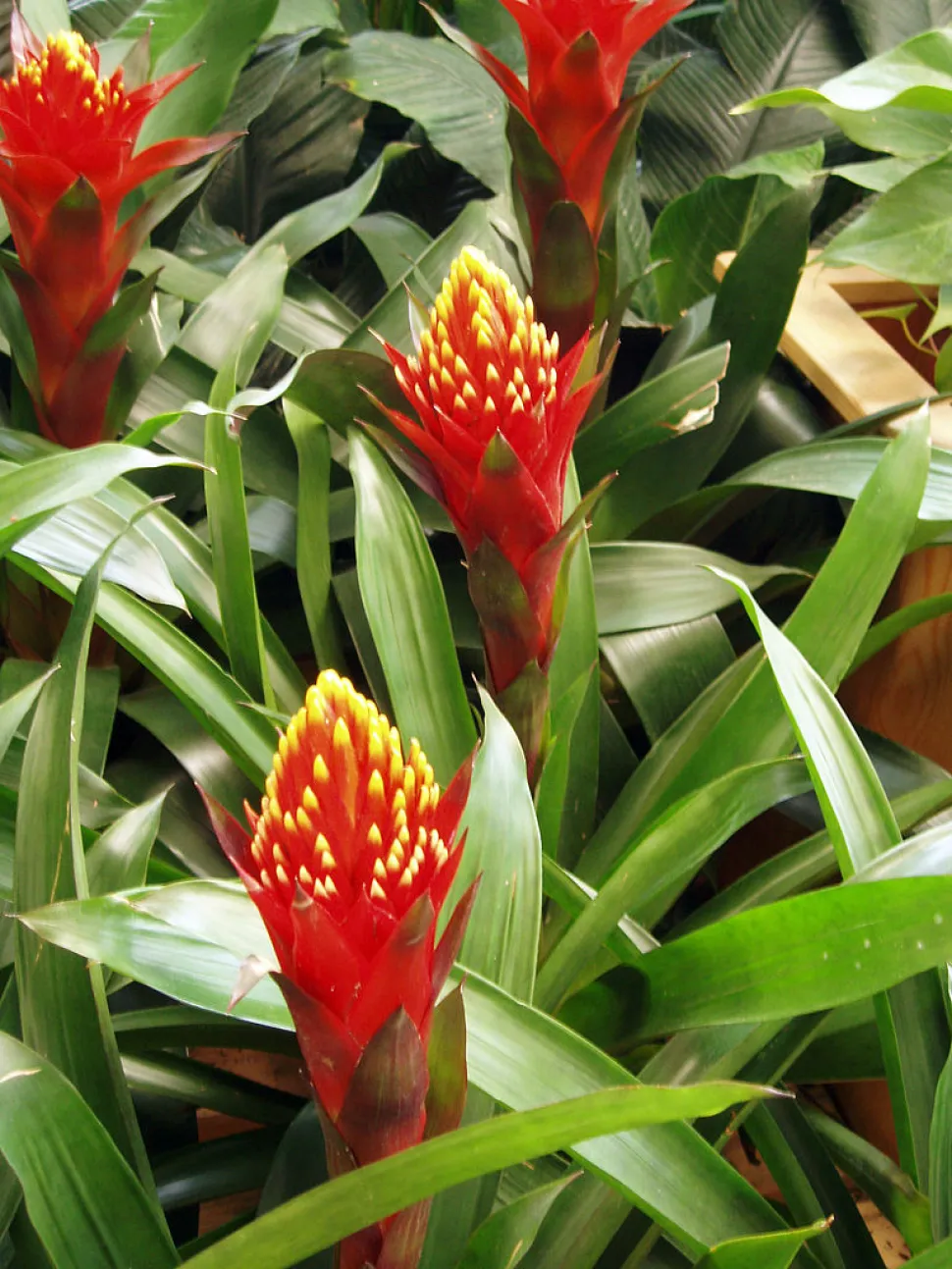 Kultivar af Guzmania conifera