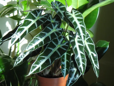 Alocasia × amazonica 'Polly