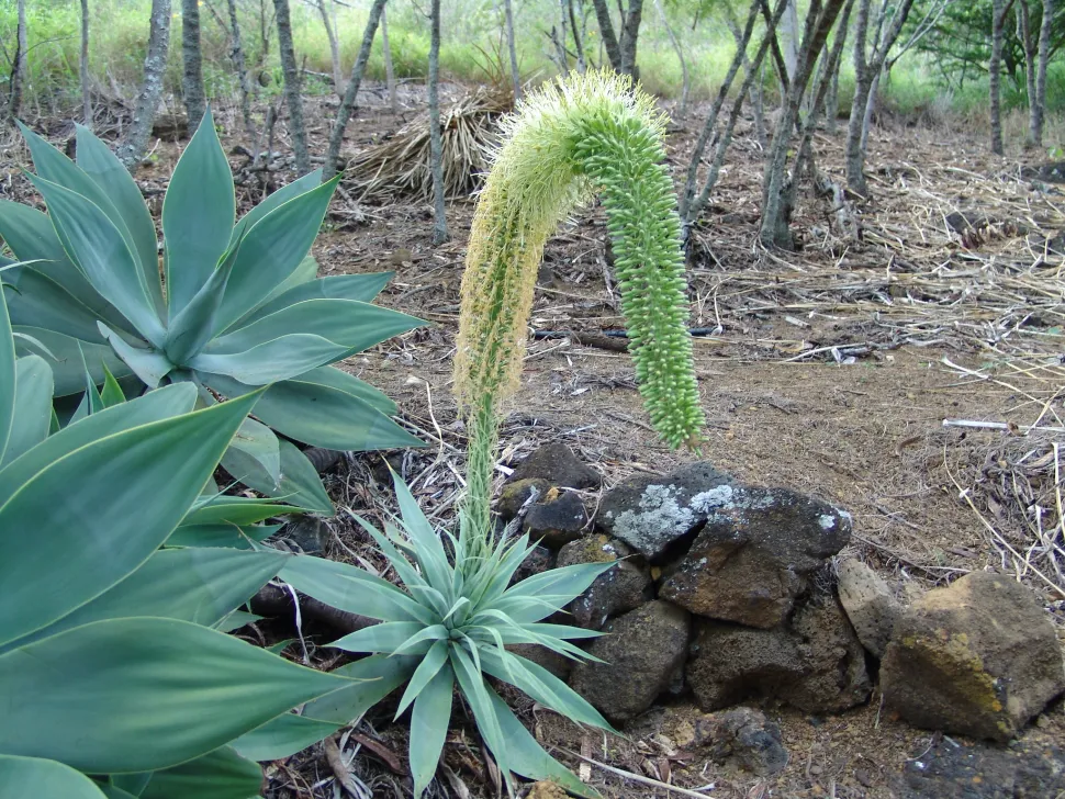 Agave med svanehals