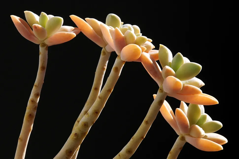 Stengels en rozetten Graptopetalum paraguayense
