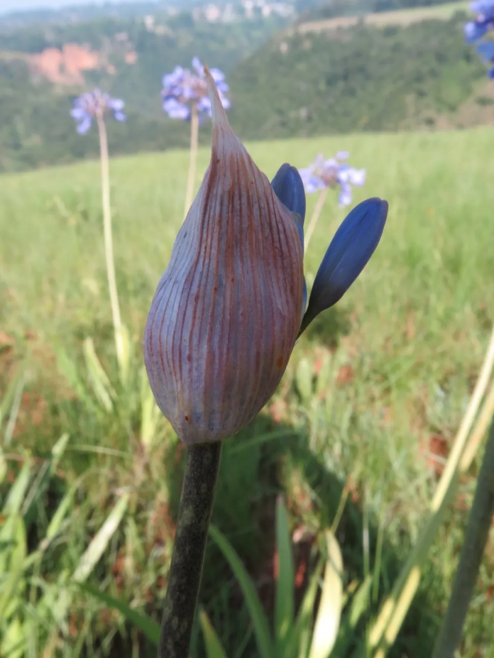 Agapanthus campanulatus bloem