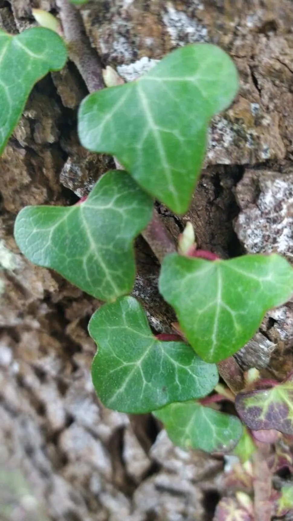 Folhas trilobadas da hera 'Wonder