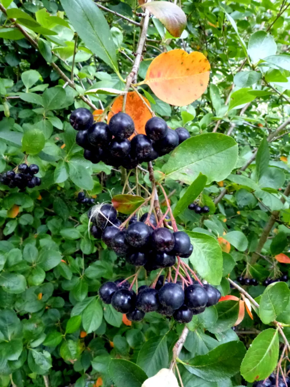 Schwarze Beeren Aronia melanocarpa