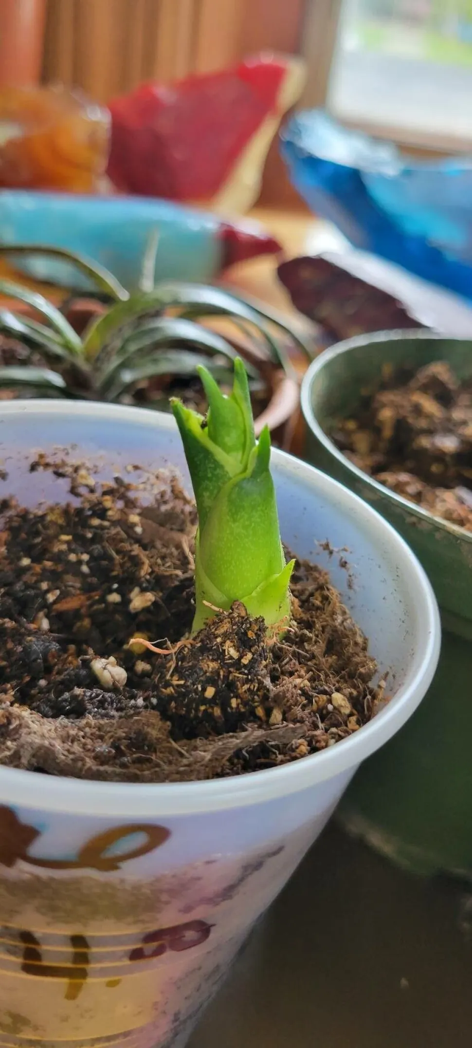 Jonge scheut van Sansevieria bacularis