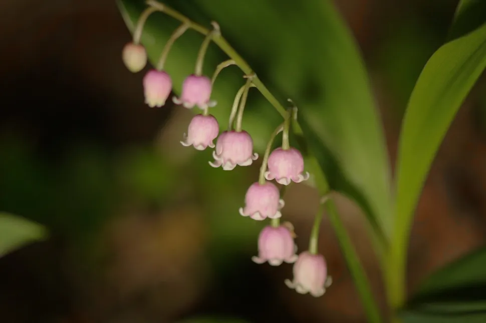 Liljekonval, lyserøde blomster