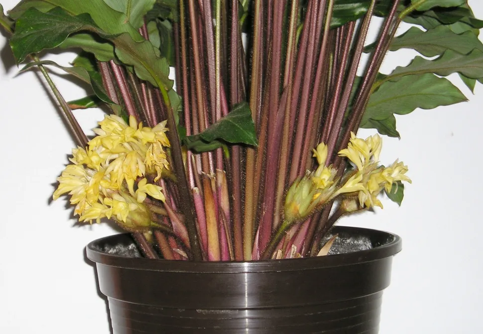 Flores amarelas pálidas Goeppertia rufibarba