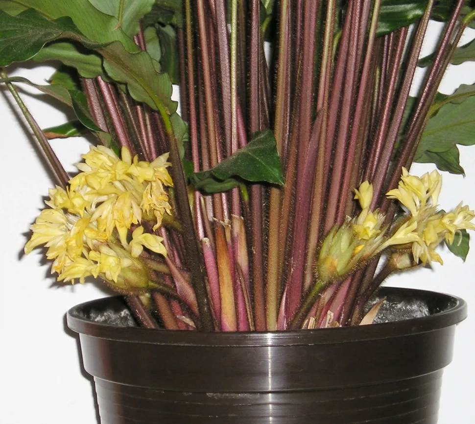 Lysgule blomster Goeppertia rufibarba