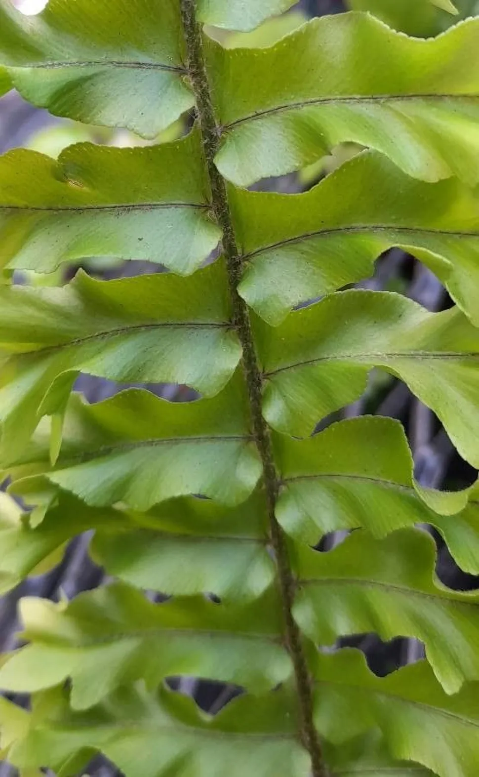 Close-up van een reuzenvaren