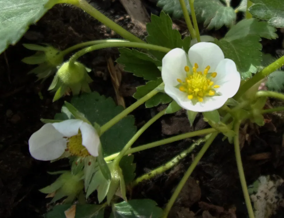 Erdbeerblüte, die nach oben wächst
