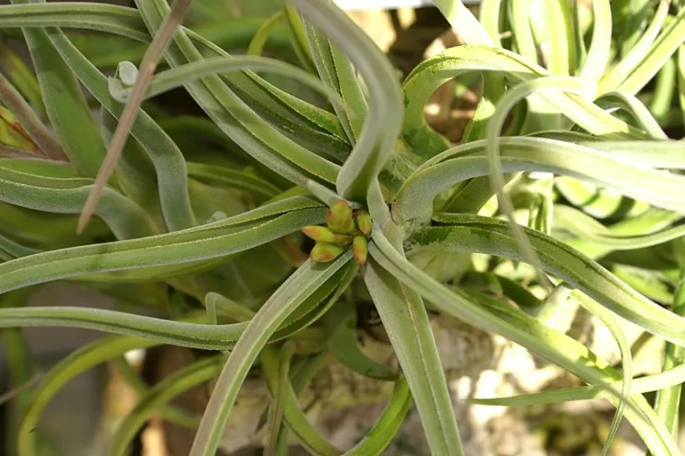 Rinnenblätter Tillandsia caput-medusae