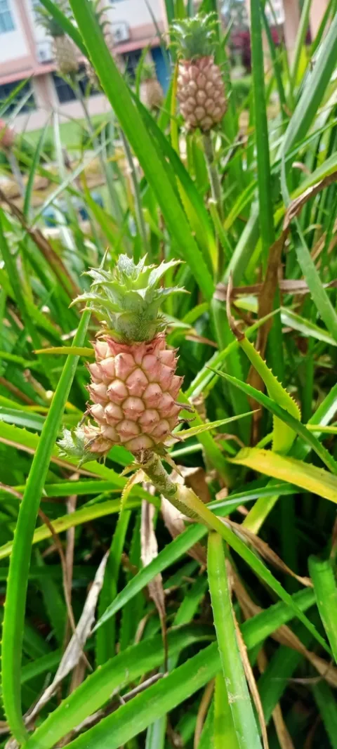 Piña enana ananas comosus var. microstchys
