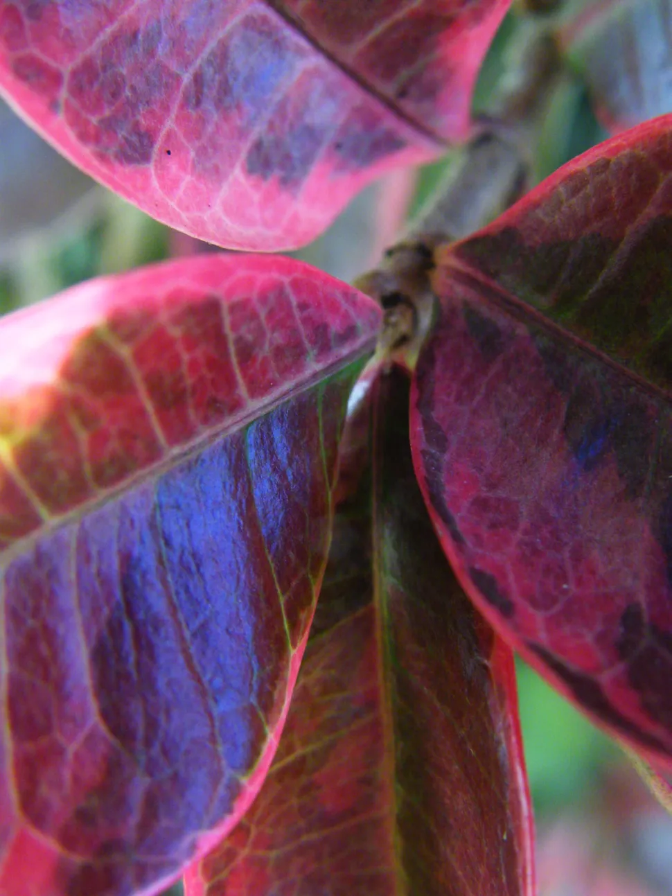 Loof rood door de kou Trachelospermum variegatum