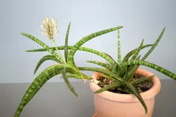 Sansevieria ballyi en flor