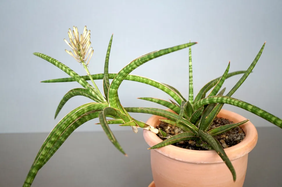 Sansevieria ballyi in bloei