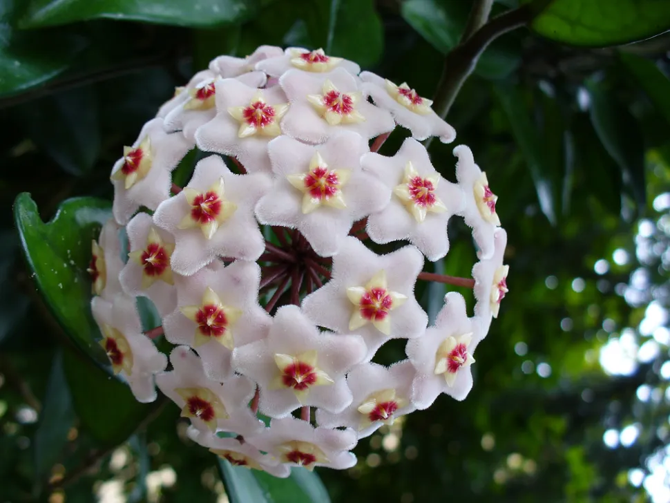 Flores blancas estrella umbela porcelana