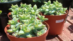 Crassula rupestris in un vaso