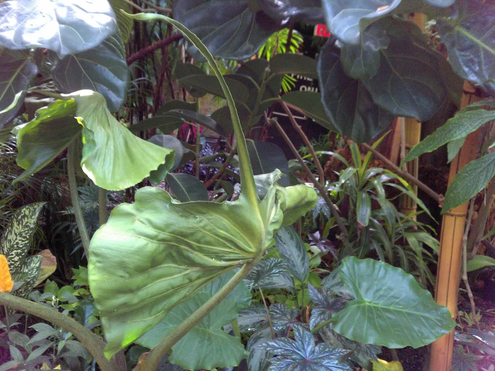 Alocasia Singray Blatt spitz zulaufende Spitze