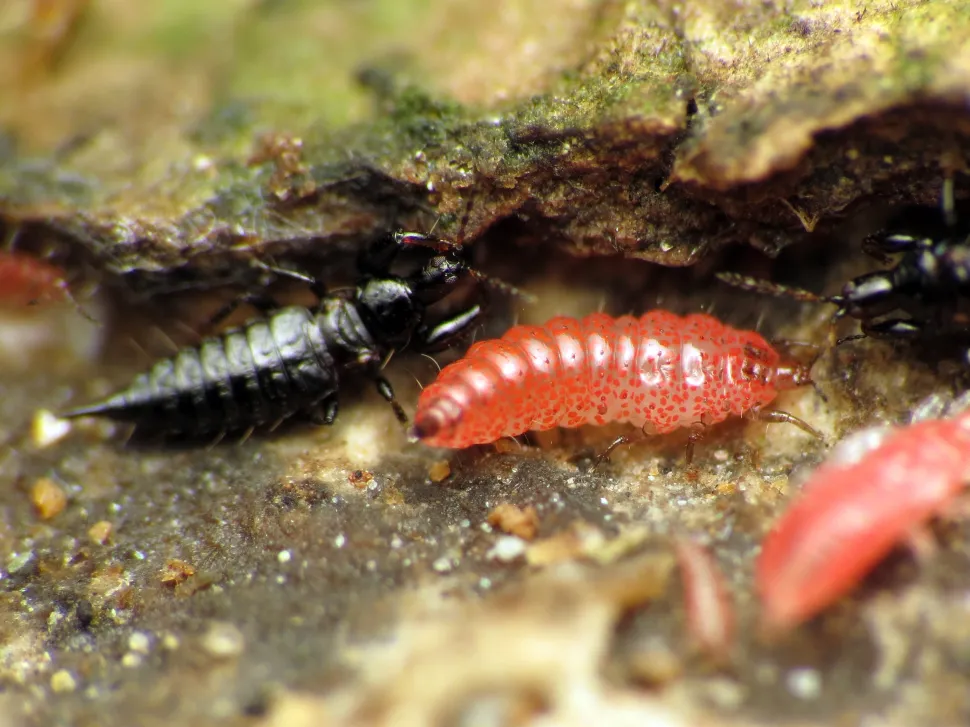 Thrips adulti in nero insieme alle loro larve in rosso.