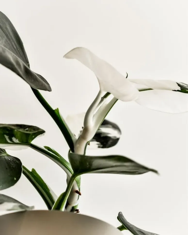 Feuillage vert et blanc Philodendron 'White Wizard'