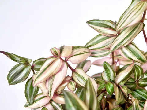 Foglie verdi e rosa Tradescantia 'Discolor Multicolor