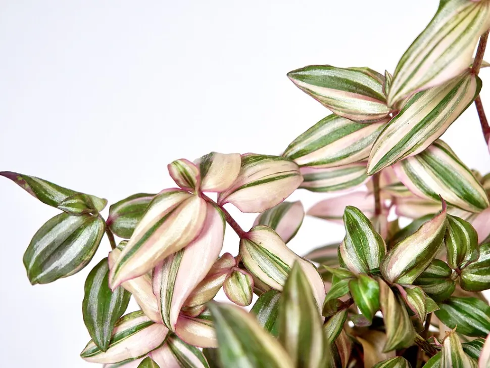 Misery grønne og pink blade Tradescantia 'Discolor Multicolor'