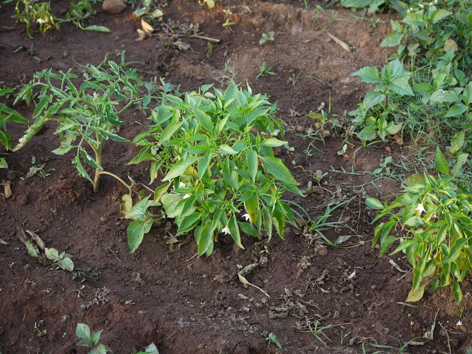 Capsicum frutescens peper in de grond