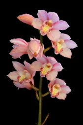 Orchidea Cymbidium rosa da barca