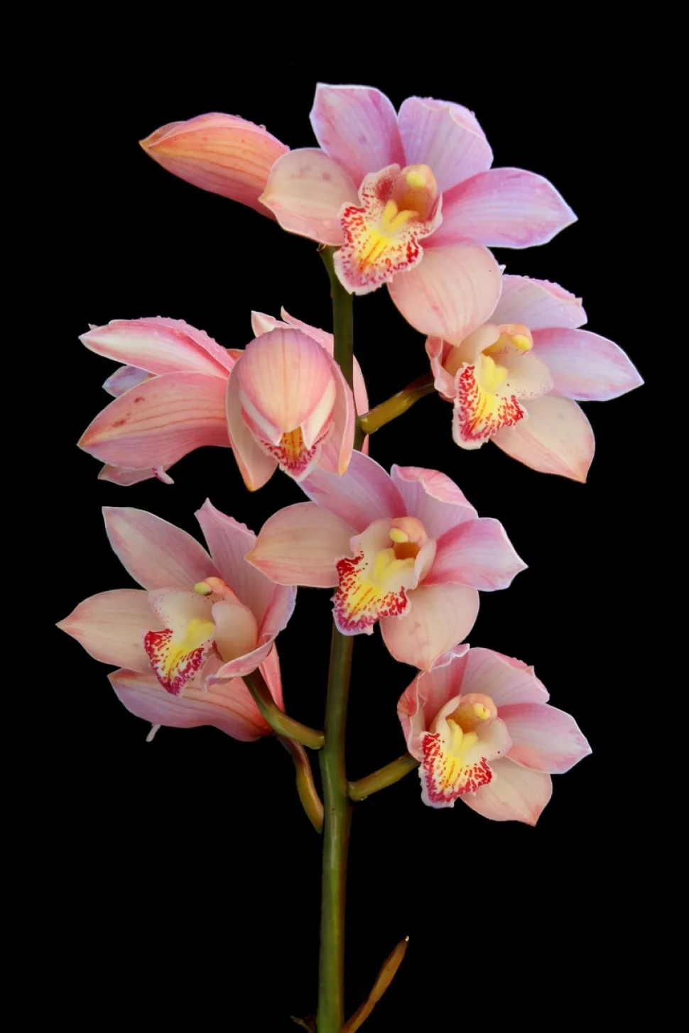 Orquídea bote Cymbidium rosa